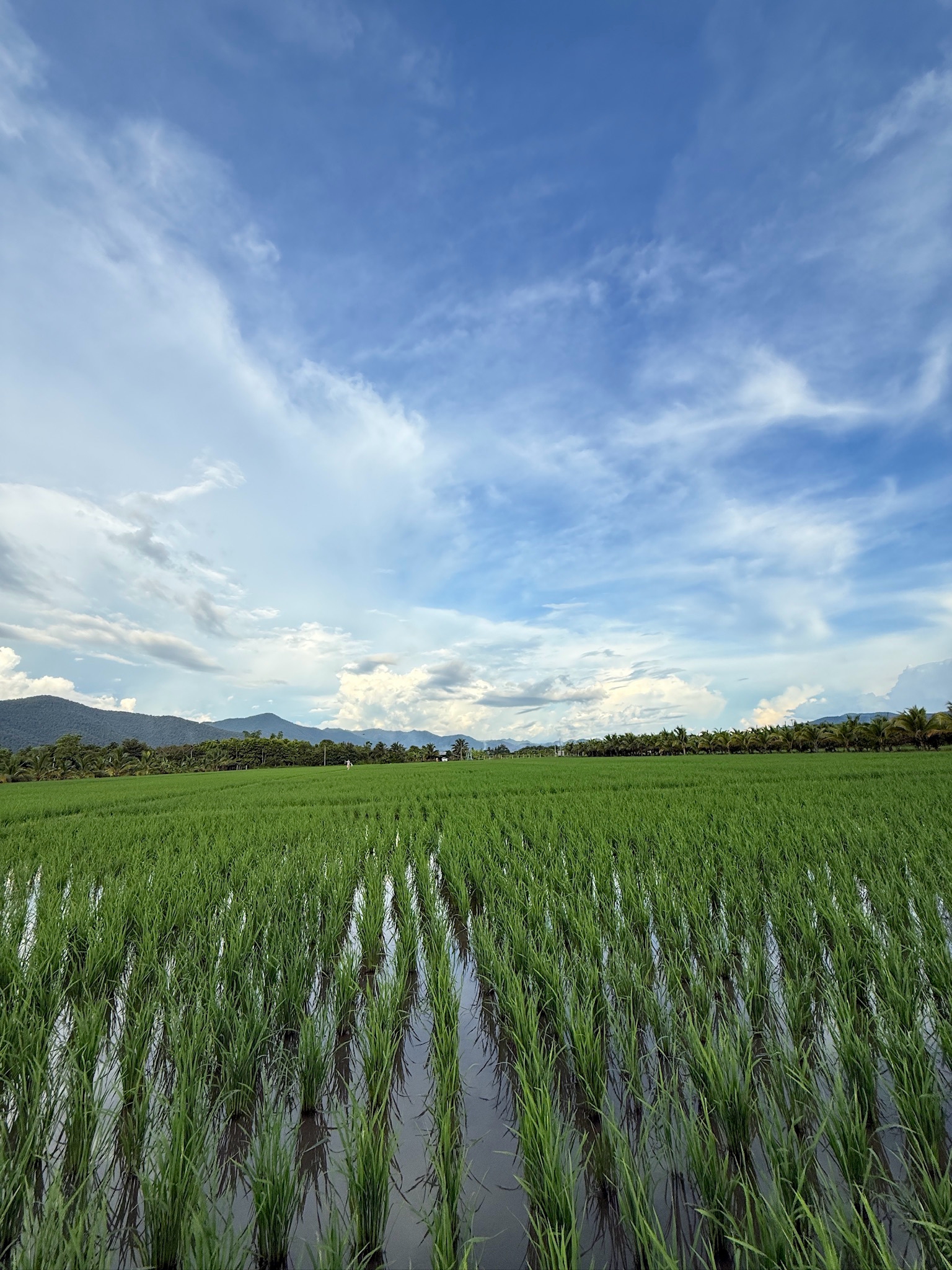 ที่ดินแปลงสวย อ.แม่แตง จ.ชียงใหม่ พร้อมวิวภูเขา 360°