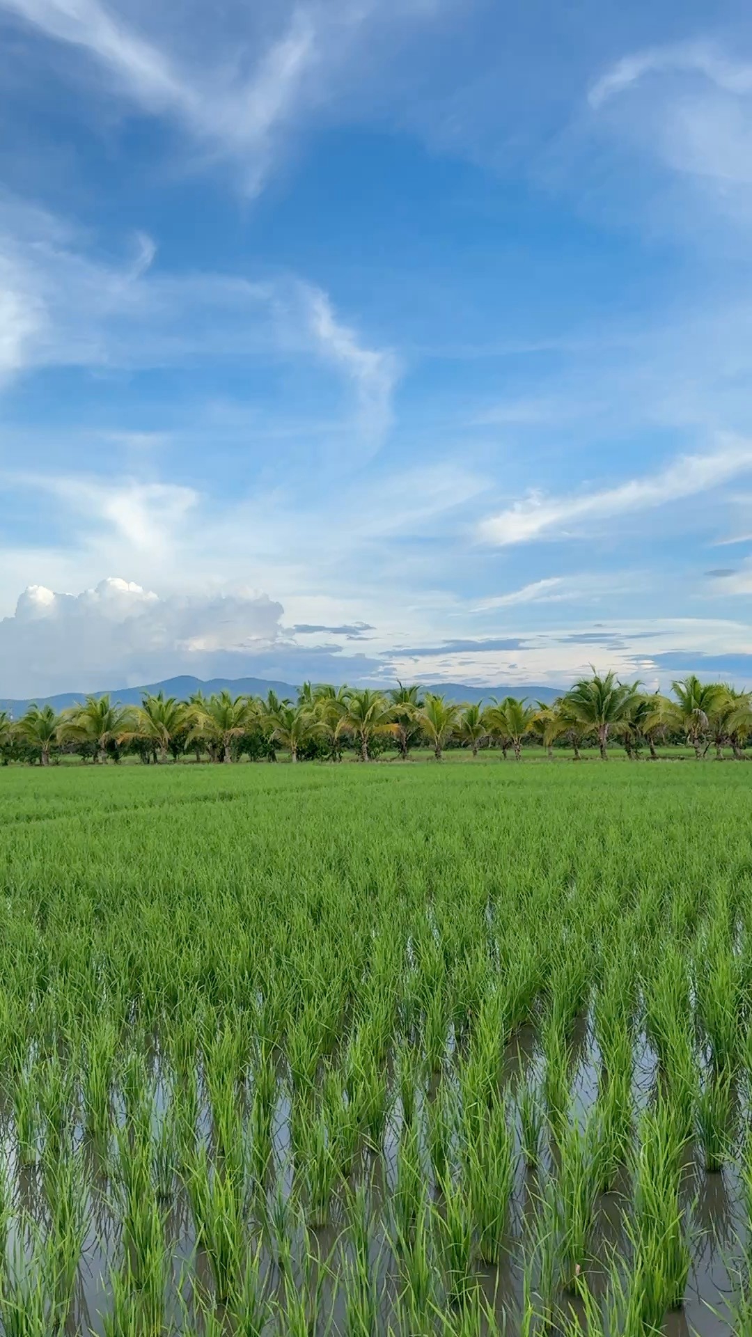 ที่ดินแปลงสวย อ.แม่แตง จ.ชียงใหม่ พร้อมวิวภูเขา 360°
