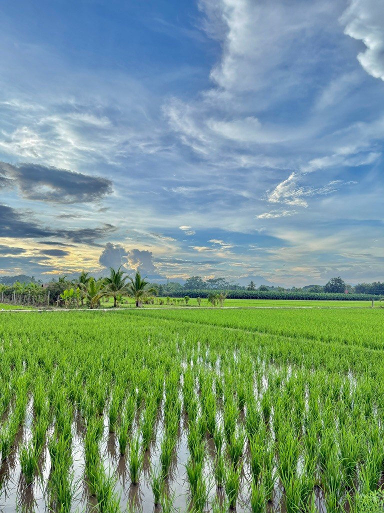 ที่ดินแปลงสวย อ.แม่แตง จ.ชียงใหม่ พร้อมวิวภูเขา 360°