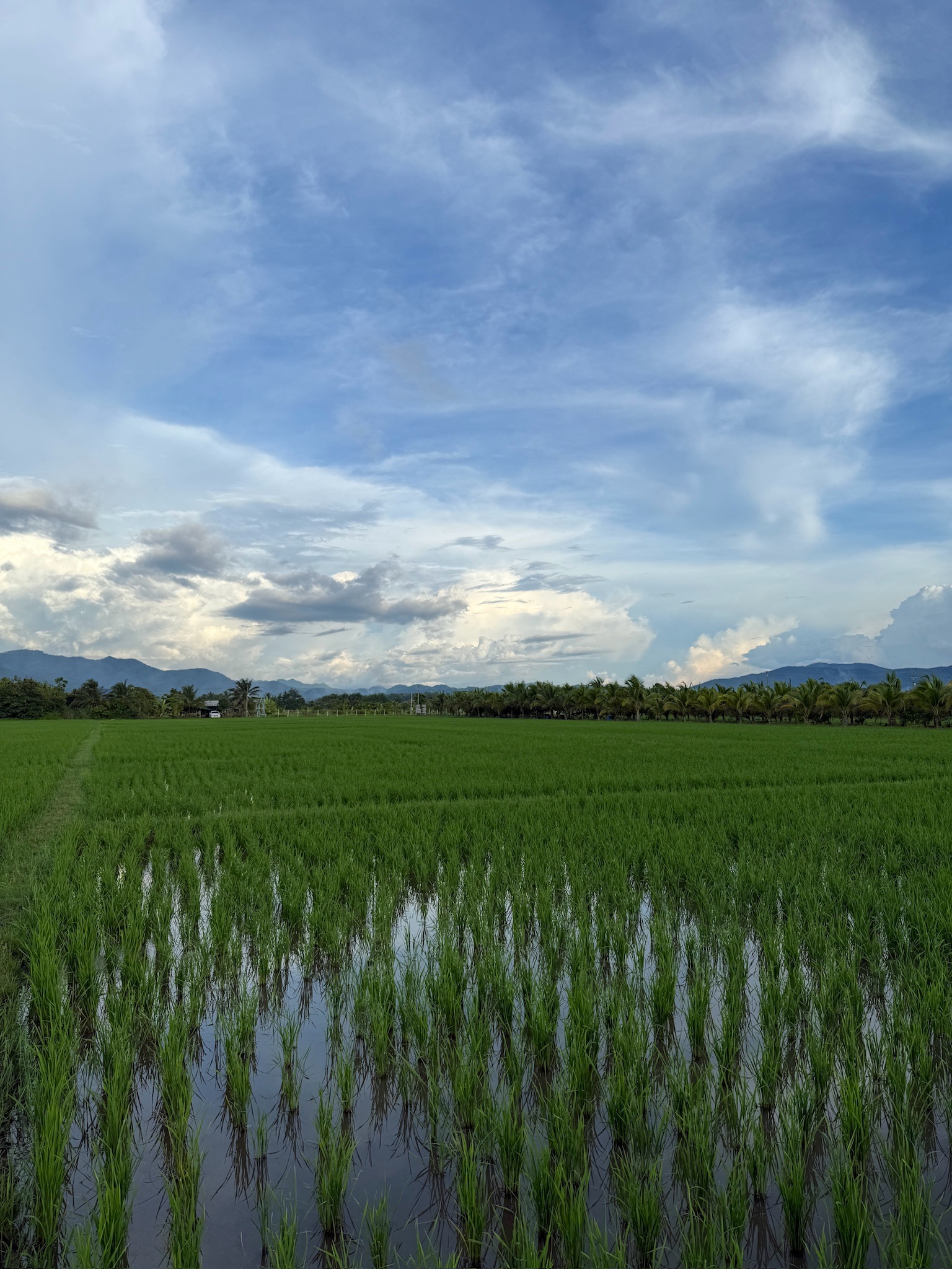 ที่ดินแปลงสวย อ.แม่แตง จ.ชียงใหม่ พร้อมวิวภูเขา 360°