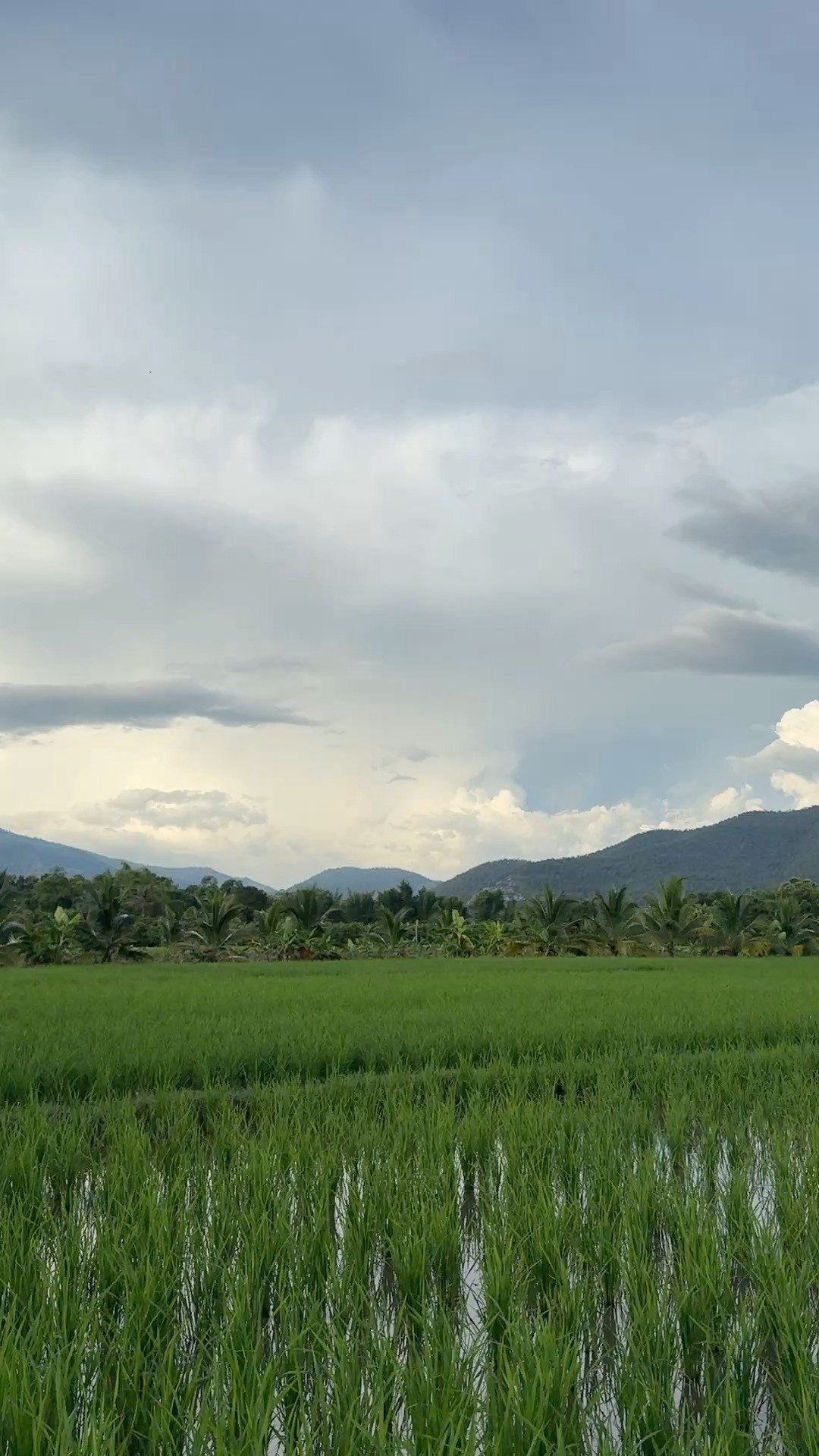ที่ดินแปลงสวย อ.แม่แตง จ.ชียงใหม่ พร้อมวิวภูเขา 360°