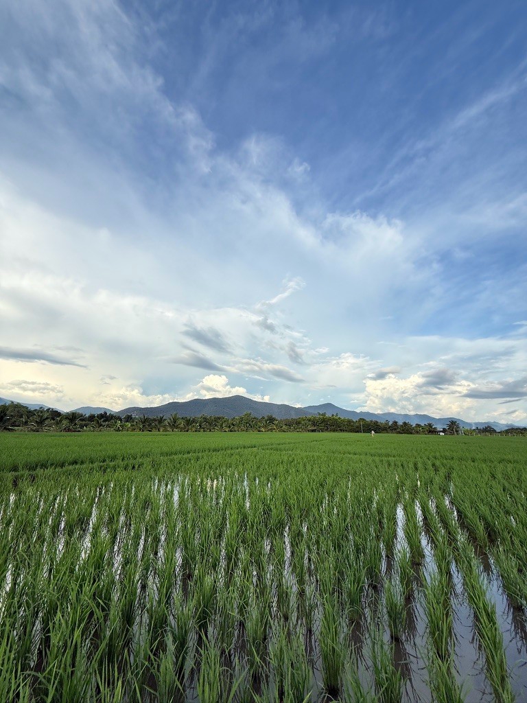ที่ดินแปลงสวย อ.แม่แตง จ.ชียงใหม่ พร้อมวิวภูเขา 360°